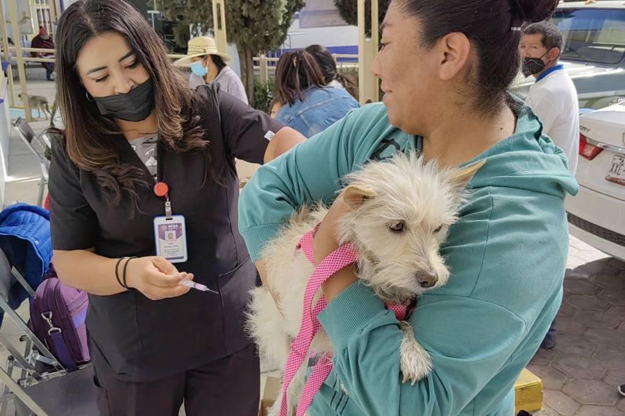 Tendrá Huamantla jornada de vacunación antirrábica canina y felina