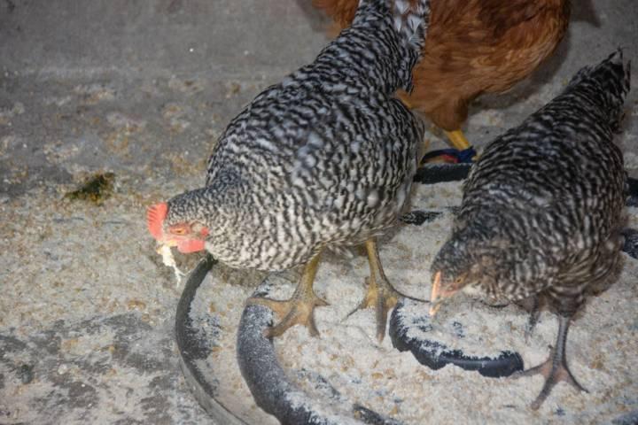 Invita Ayuntamiento de Huamantla a adquirir paquetes de especies menores a bajo costo