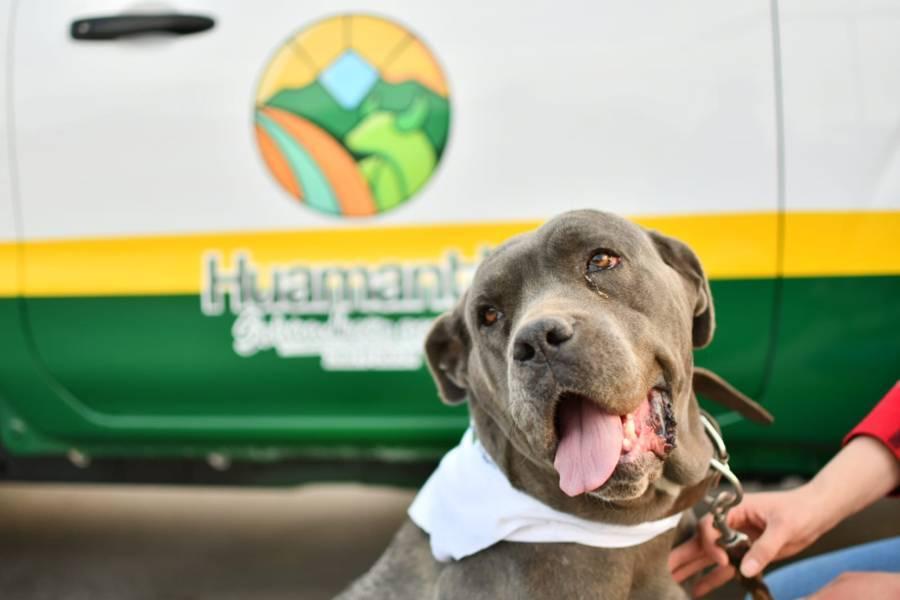 Anuncia Salvador Santos construcción de clínica para perros y gatos en Huamantla