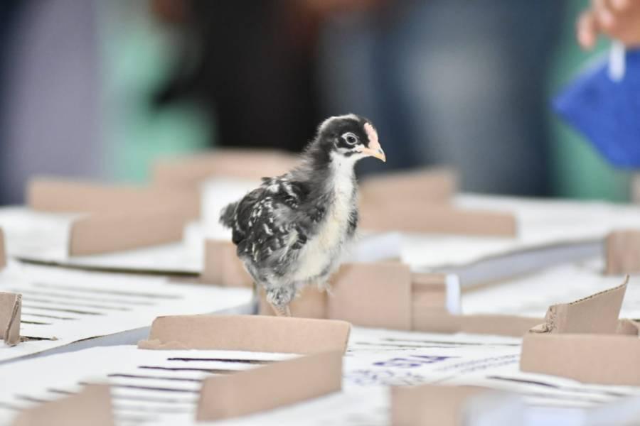 Gestiona coordinación de agricultura 50 paquetes de aves más para familias de Huamantla
