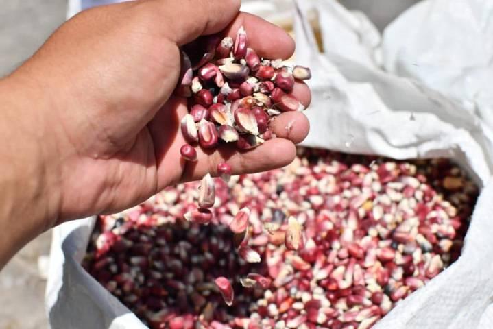 Se benefician productores huamantlecos con el tianguis de semilla