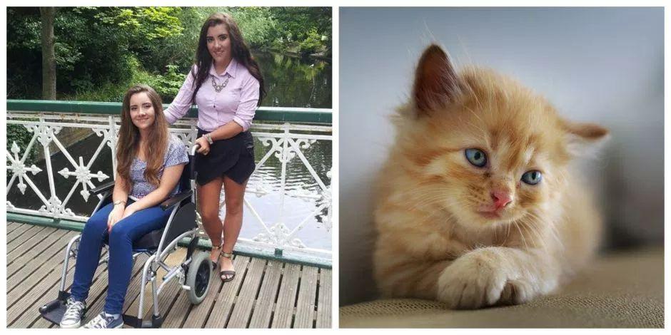 Joven británica contrae bacteria tras acariciar a un gato callejero