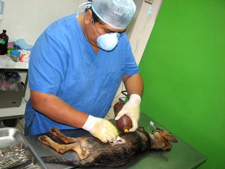 Ayuntamiento de Huamantla inicia campaña de esterilización para perros y gatos