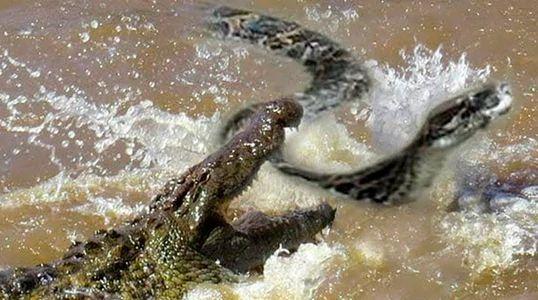 Capta turista momento exacto en que un anaconda disloca mandíbula a un cocodrilo