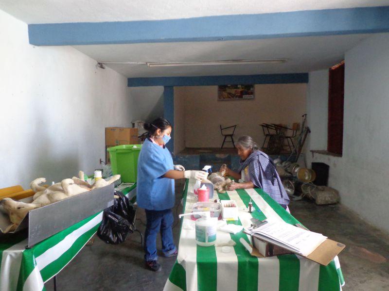 Concluye campaña de esterilización de perros y gatos en el municipio de Contla 