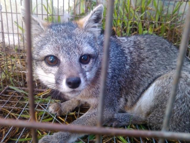 Dona Profepa un ejemplar de vida silvestre al Zoológico del Altiplano de Tlaxcala