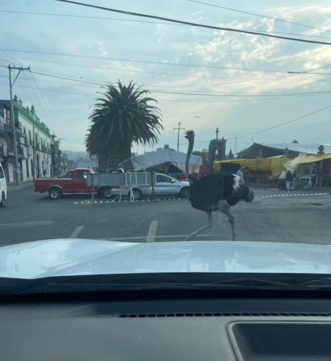 Avestruz es captada paseando en el centro de Amaxac