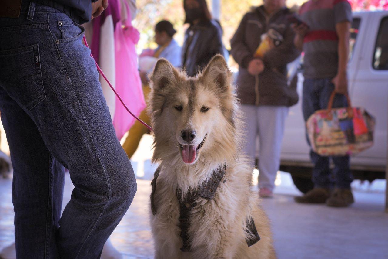 Activan campaña de esterilización de perros y gatos en Apetatitlán