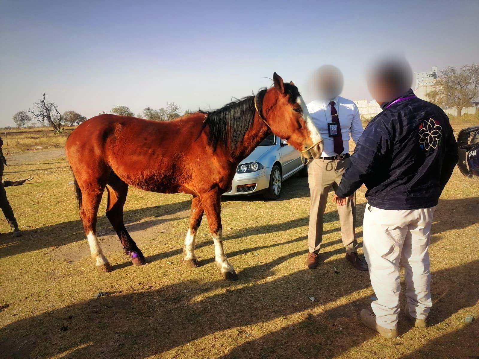 Atiende Propaet y autoridades de Calpulalpan denuncia de maltrato animal 