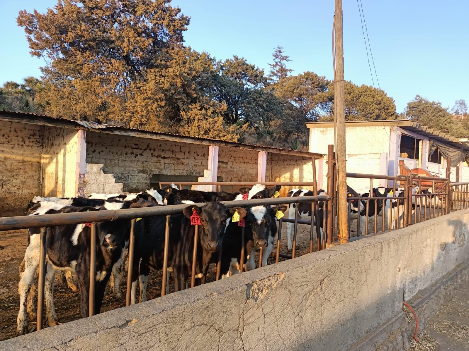 Emite SIA recomendaciones para proteger al ganado en el Sur del Estado