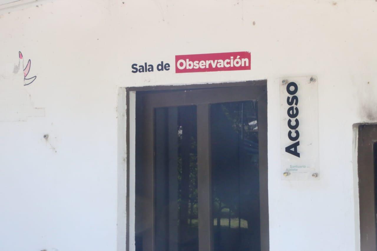 Abandonan "santuario" del ajolote en Zacatelco 