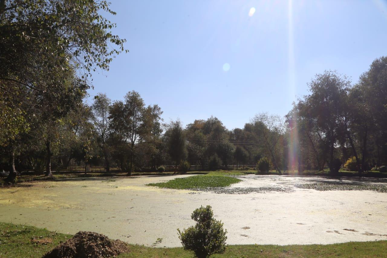 Abandonan "santuario" del ajolote en Zacatelco 