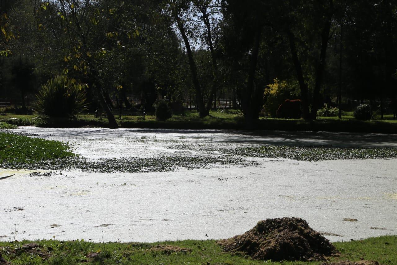 Abandonan "santuario" del ajolote en Zacatelco 