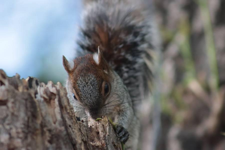 Disminuye población de ardillas en el parque de la capital 