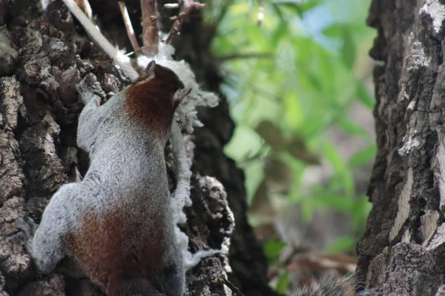 Disminuye población de ardillas en el parque de la capital 