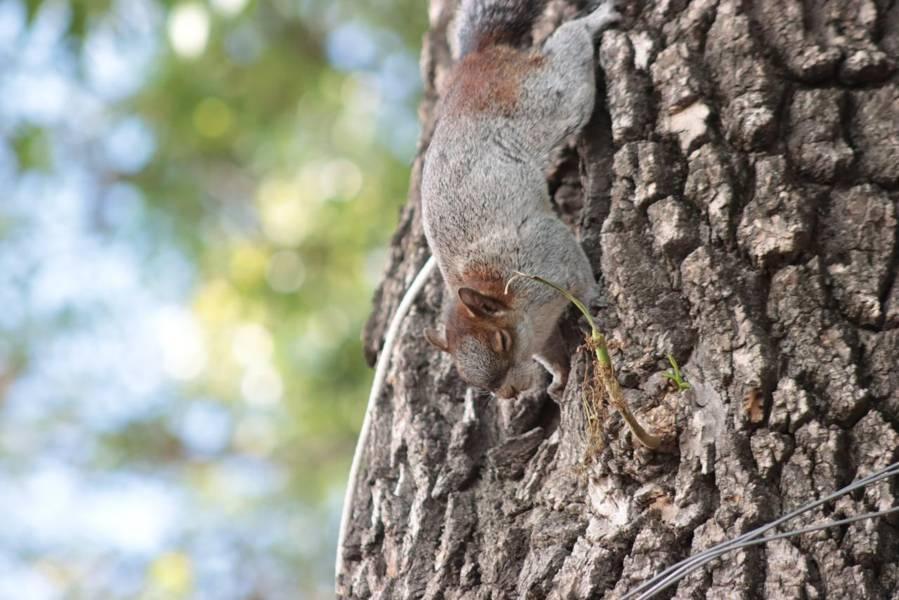 Disminuye población de ardillas en el parque de la capital 