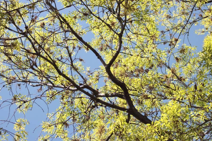 Disminuye población de ardillas en el parque de la capital 