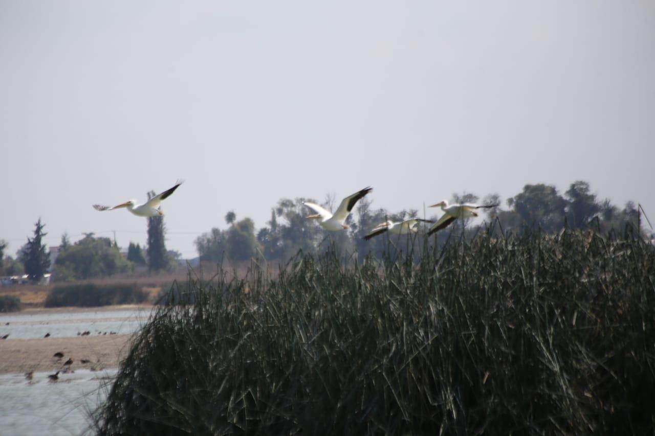 Laguna de Acuitlapilco desciende drásticamente su nivel