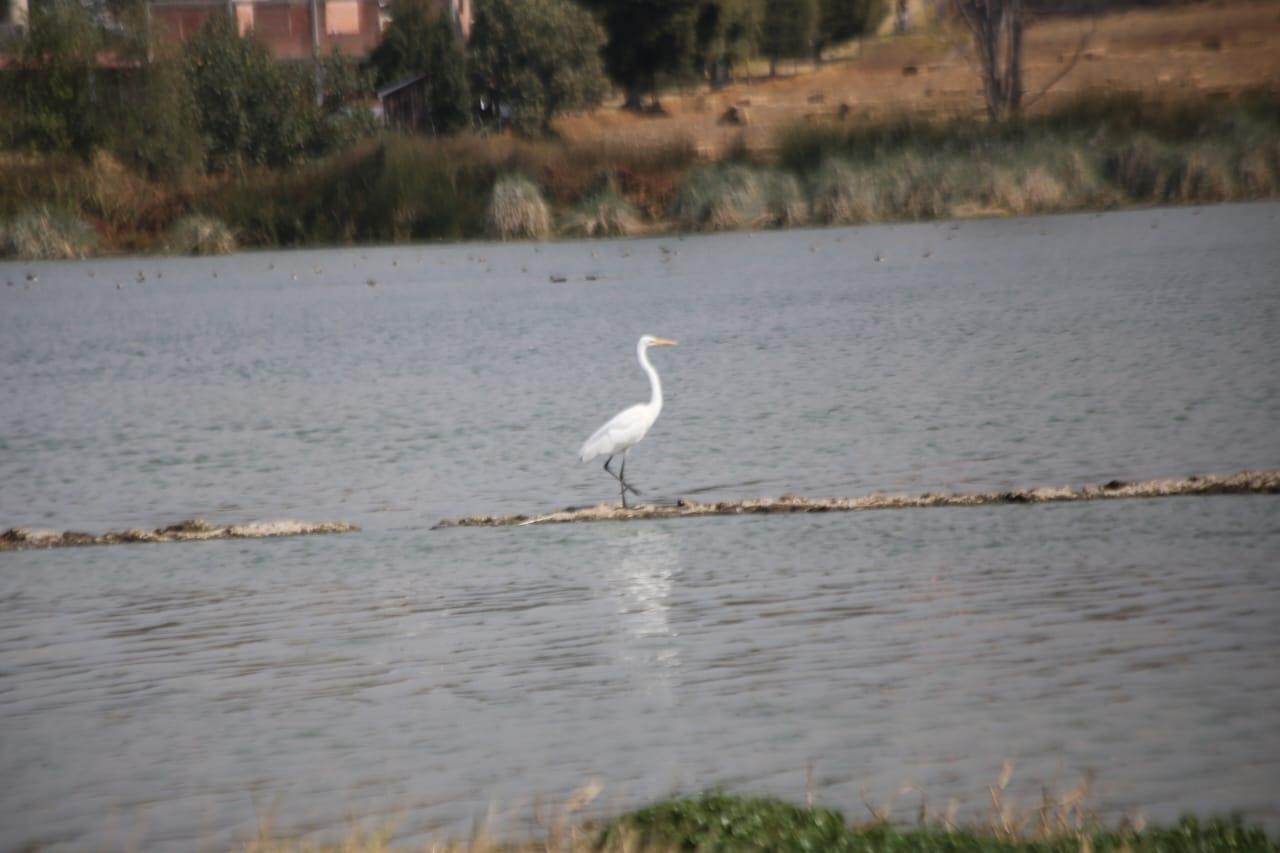 Laguna de Acuitlapilco desciende drásticamente su nivel