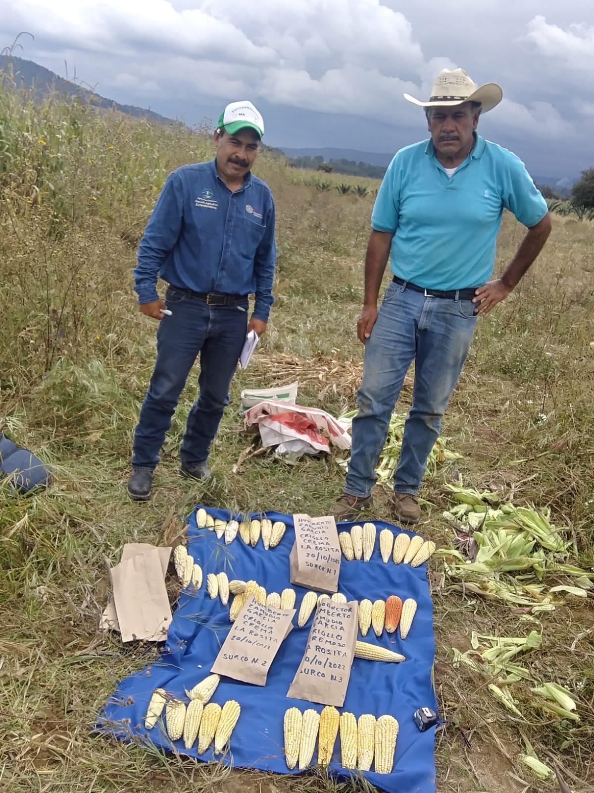 Logró SIA aumento de producción de maíz con plan de manejo de agricultura orgánica en 2022