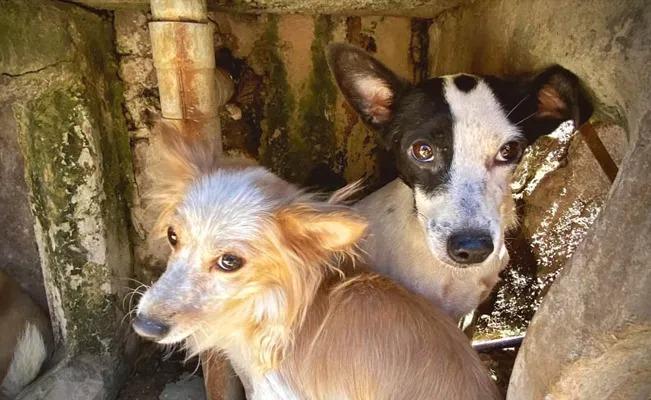 Una mujer desquiciada intenta alargar su vida sacrificando a perros y gatos