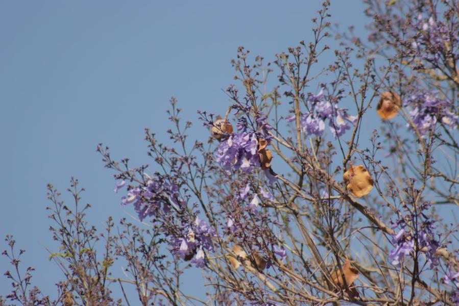 Empiezan las primeras jacarandas a florecer en Tlaxcala