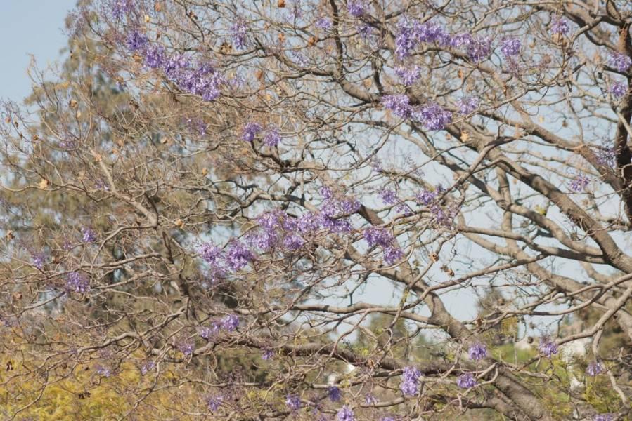 Empiezan las primeras jacarandas a florecer en Tlaxcala