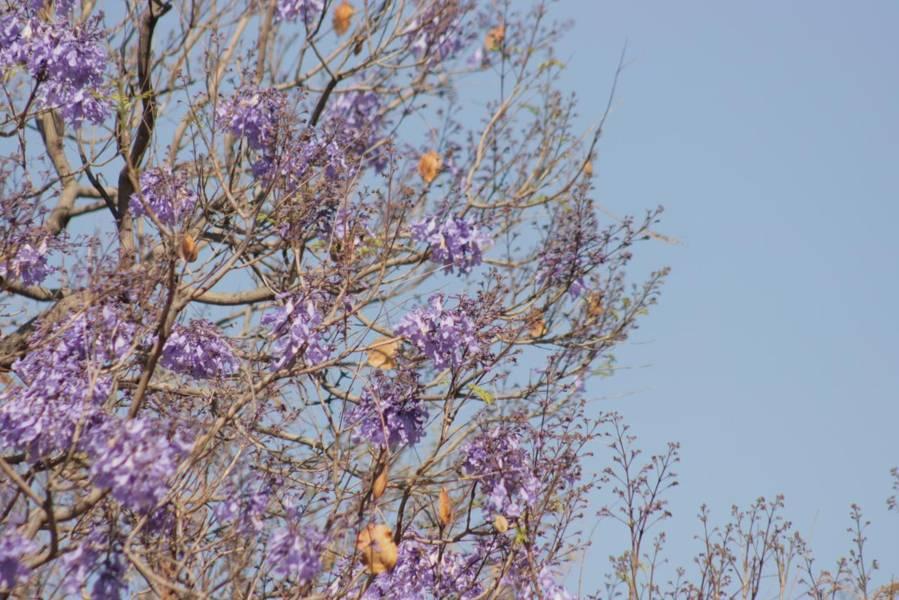 Empiezan las primeras jacarandas a florecer en Tlaxcala