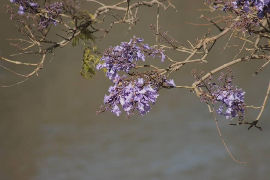 Empiezan las primeras jacarandas a florecer en Tlaxcala