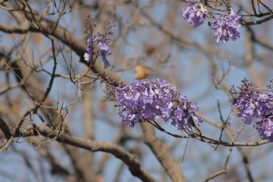 Empiezan las primeras jacarandas a florecer en Tlaxcala