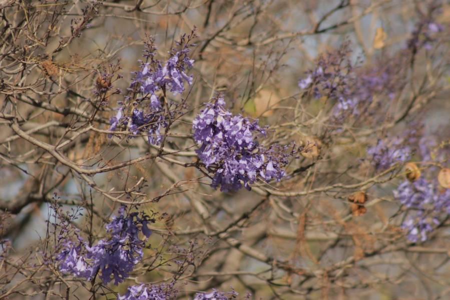 Empiezan las primeras jacarandas a florecer en Tlaxcala