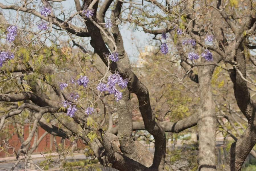 Empiezan las primeras jacarandas a florecer en Tlaxcala