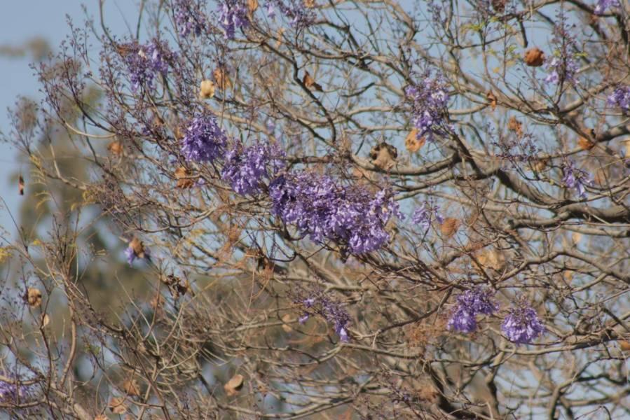 Empiezan las primeras jacarandas a florecer en Tlaxcala