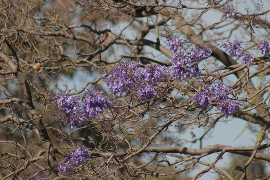 Empiezan las primeras jacarandas a florecer en Tlaxcala
