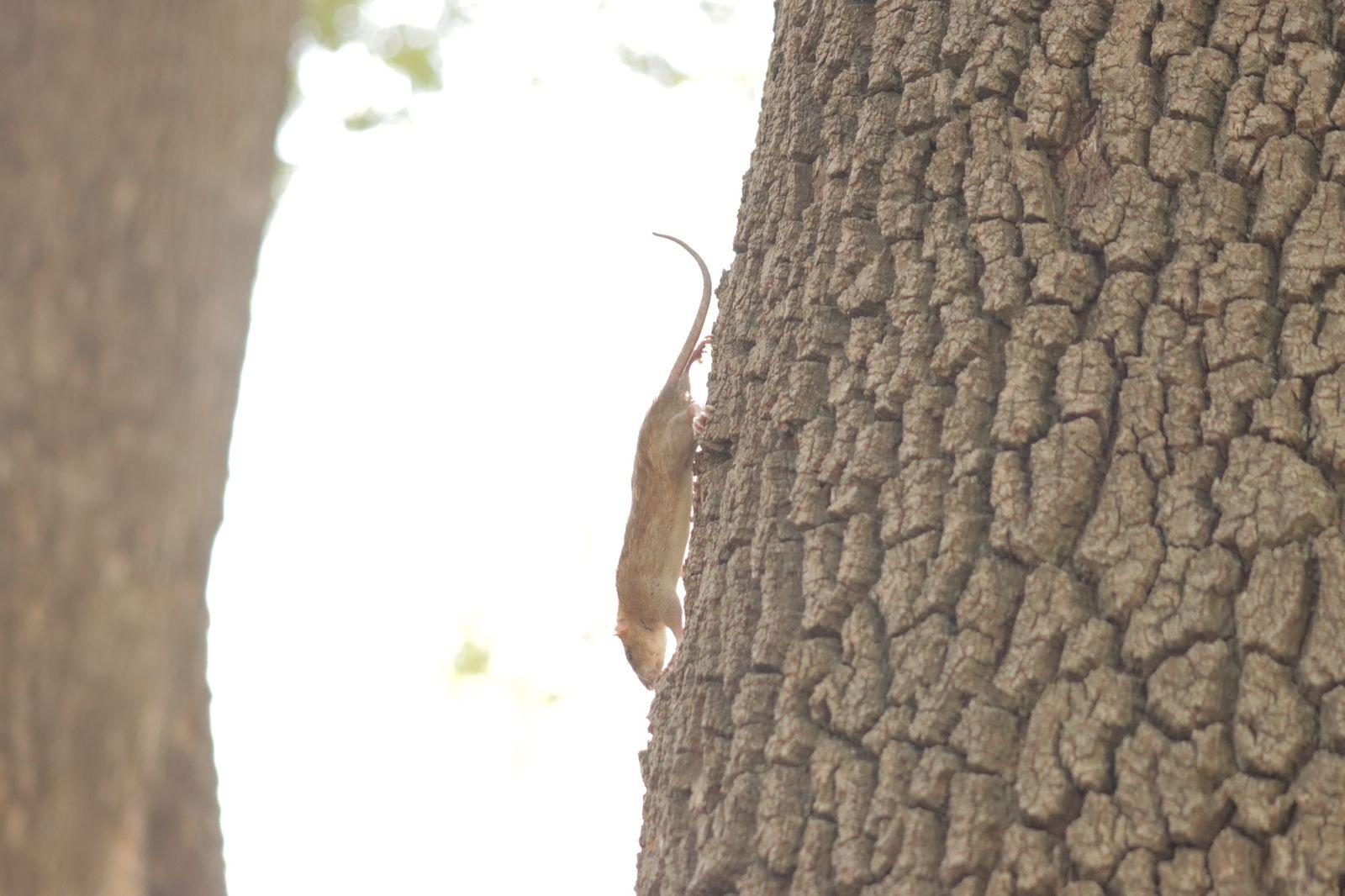 Ratas trepan árboles en busca de comida en el parque de Tlaxcala 
