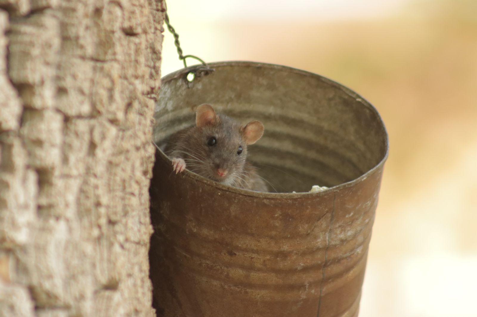 Ratas trepan árboles en busca de comida en el parque de Tlaxcala 