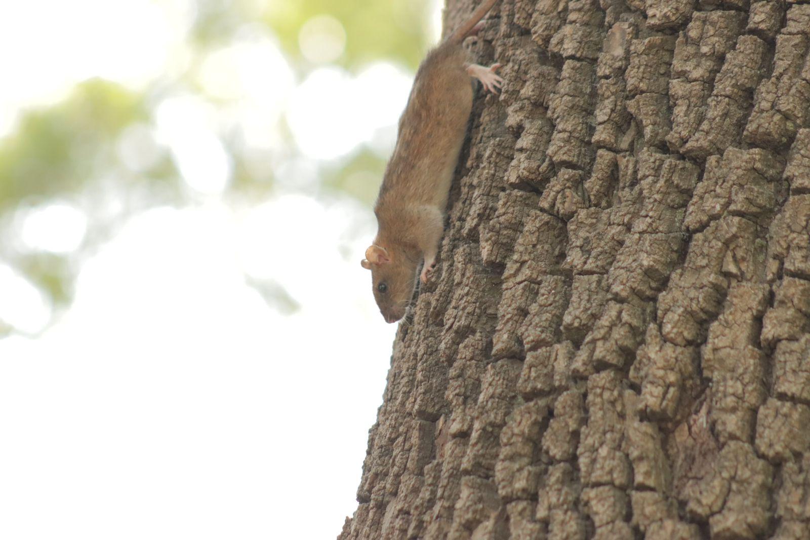 Ratas trepan árboles en busca de comida en el parque de Tlaxcala 