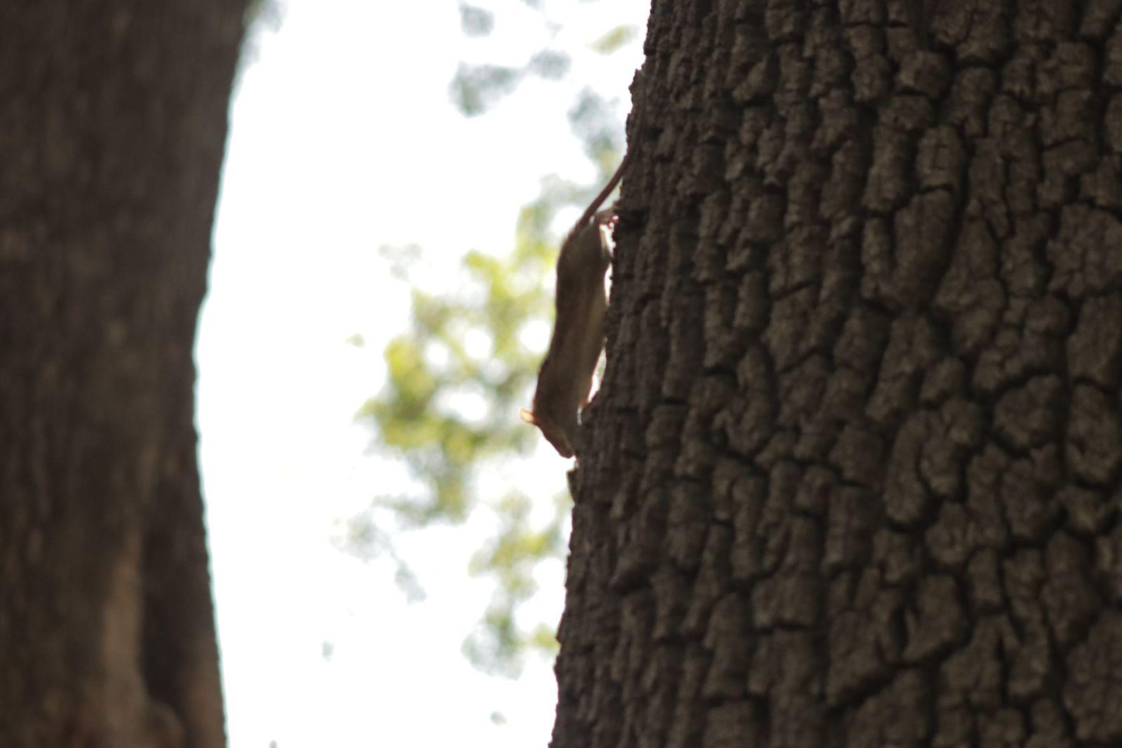 Ratas trepan árboles en busca de comida en el parque de Tlaxcala 