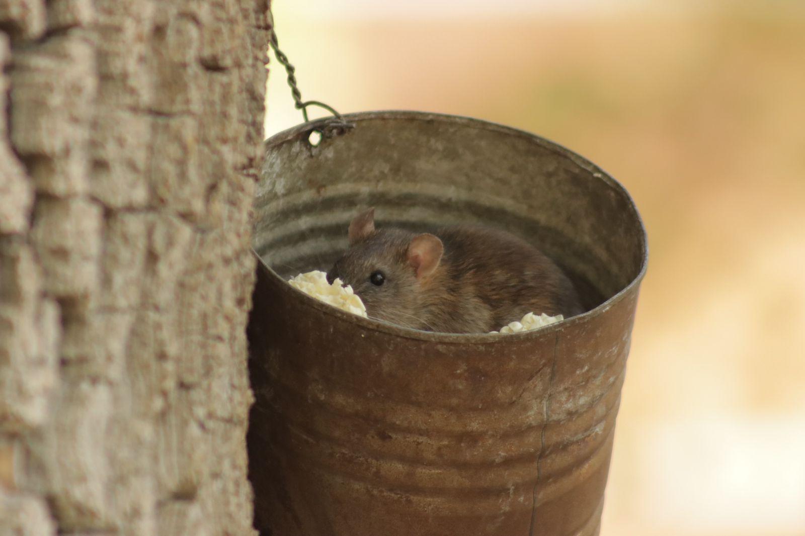 Ratas trepan árboles en busca de comida en el parque de Tlaxcala 