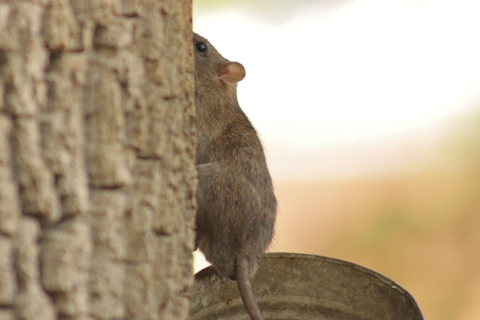 Ratas trepan árboles en busca de comida en el parque de Tlaxcala 