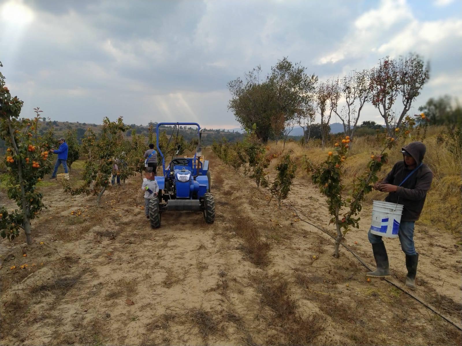 Con seis programas impulsa gobierno del estado el desarrollo rural en Tlaxcala