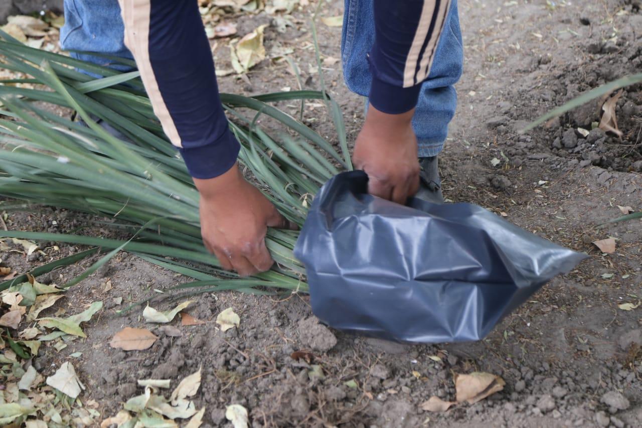 Retiran plantas del parque capitalino