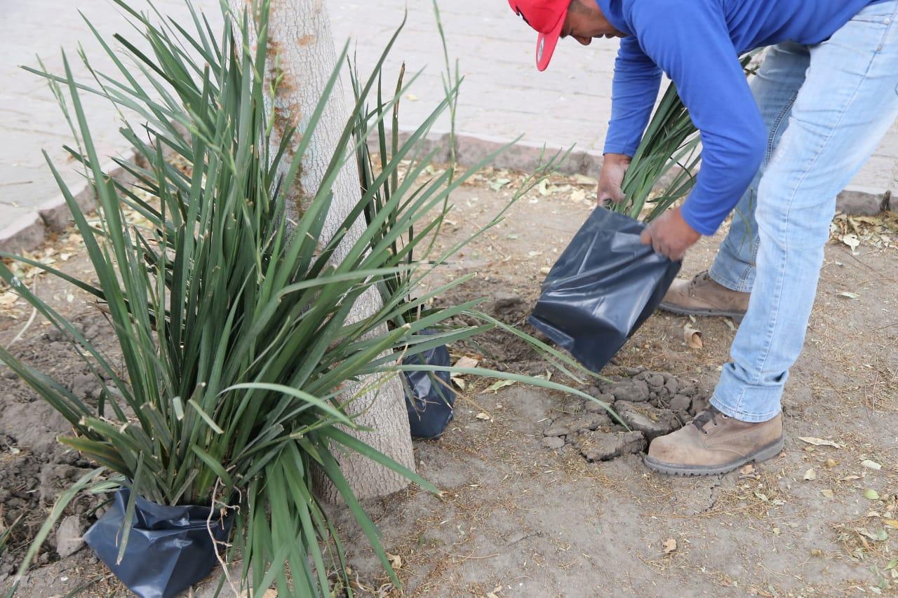 Retiran plantas del parque capitalino
