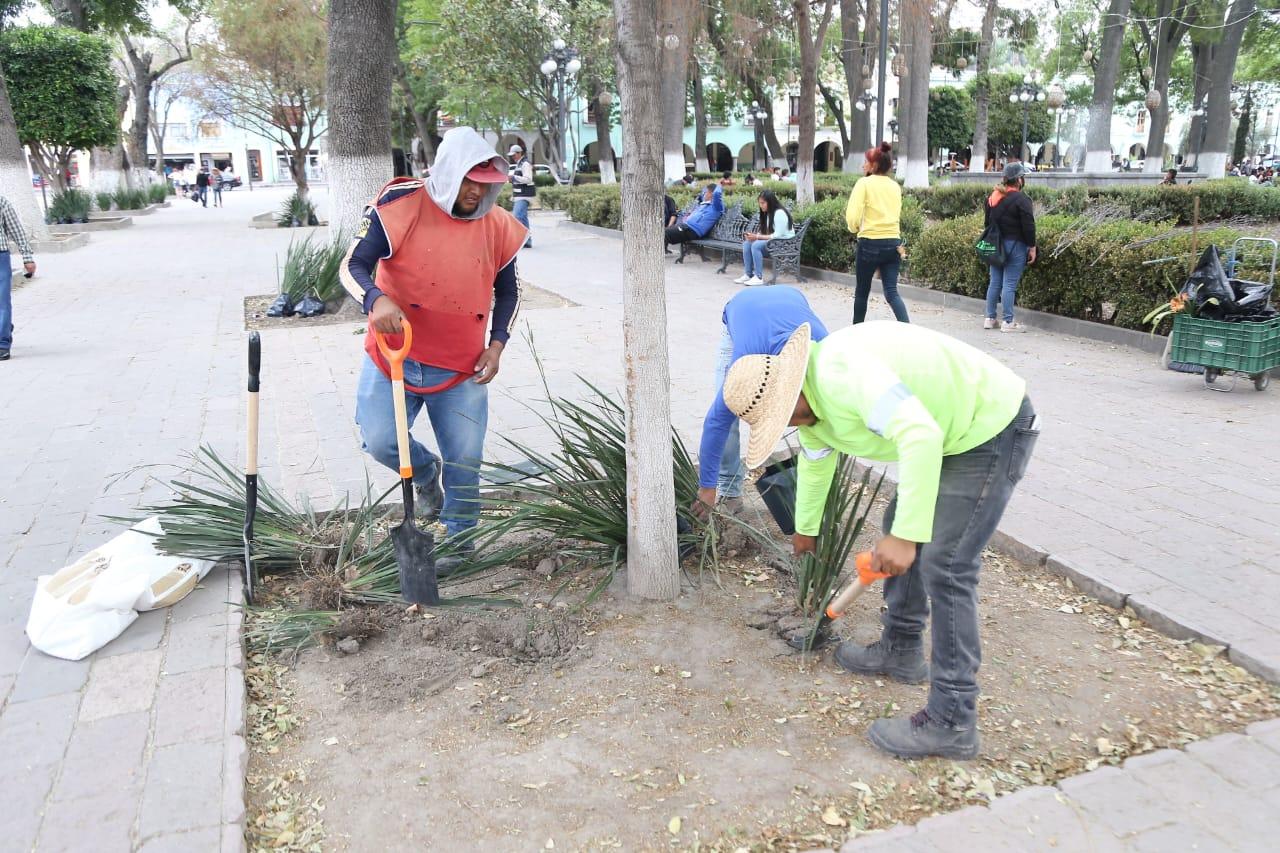 Retiran plantas del parque capitalino