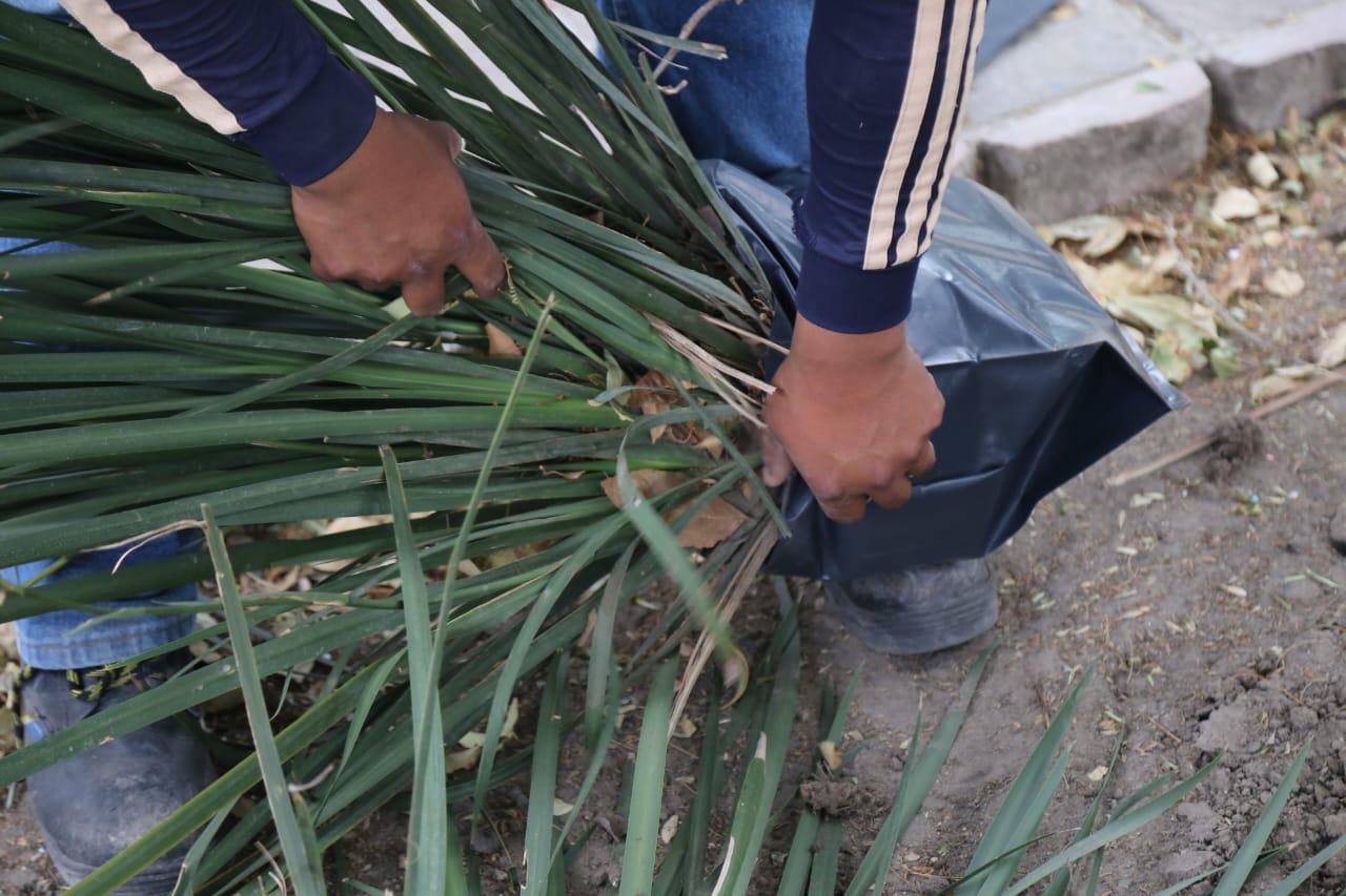 Retiran plantas del parque capitalino