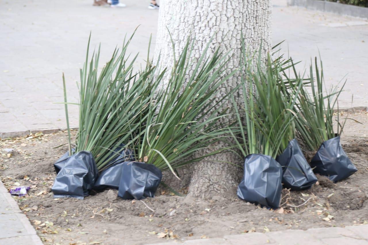 Retiran plantas del parque capitalino