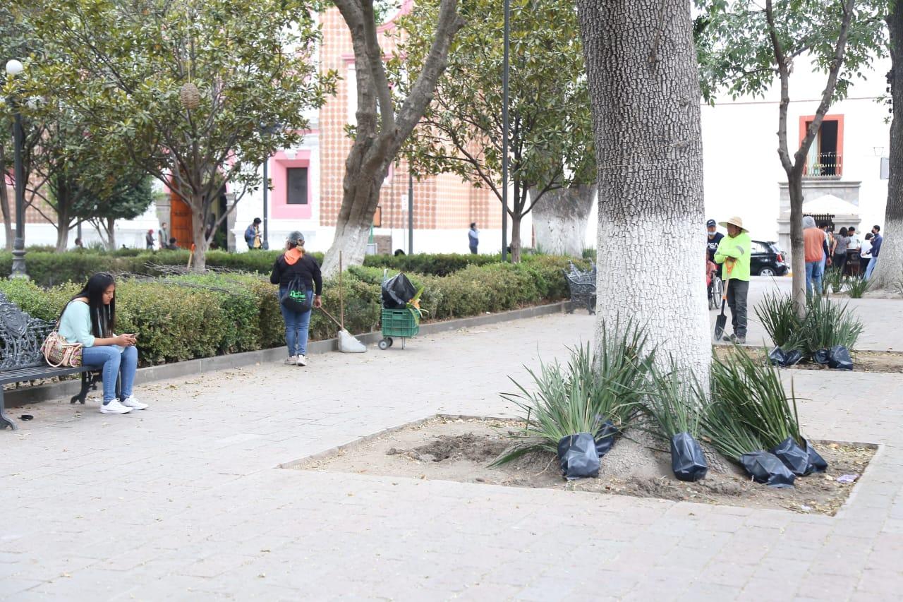 Retiran plantas del parque capitalino