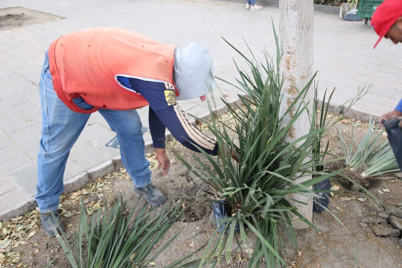 Retiran plantas del parque capitalino