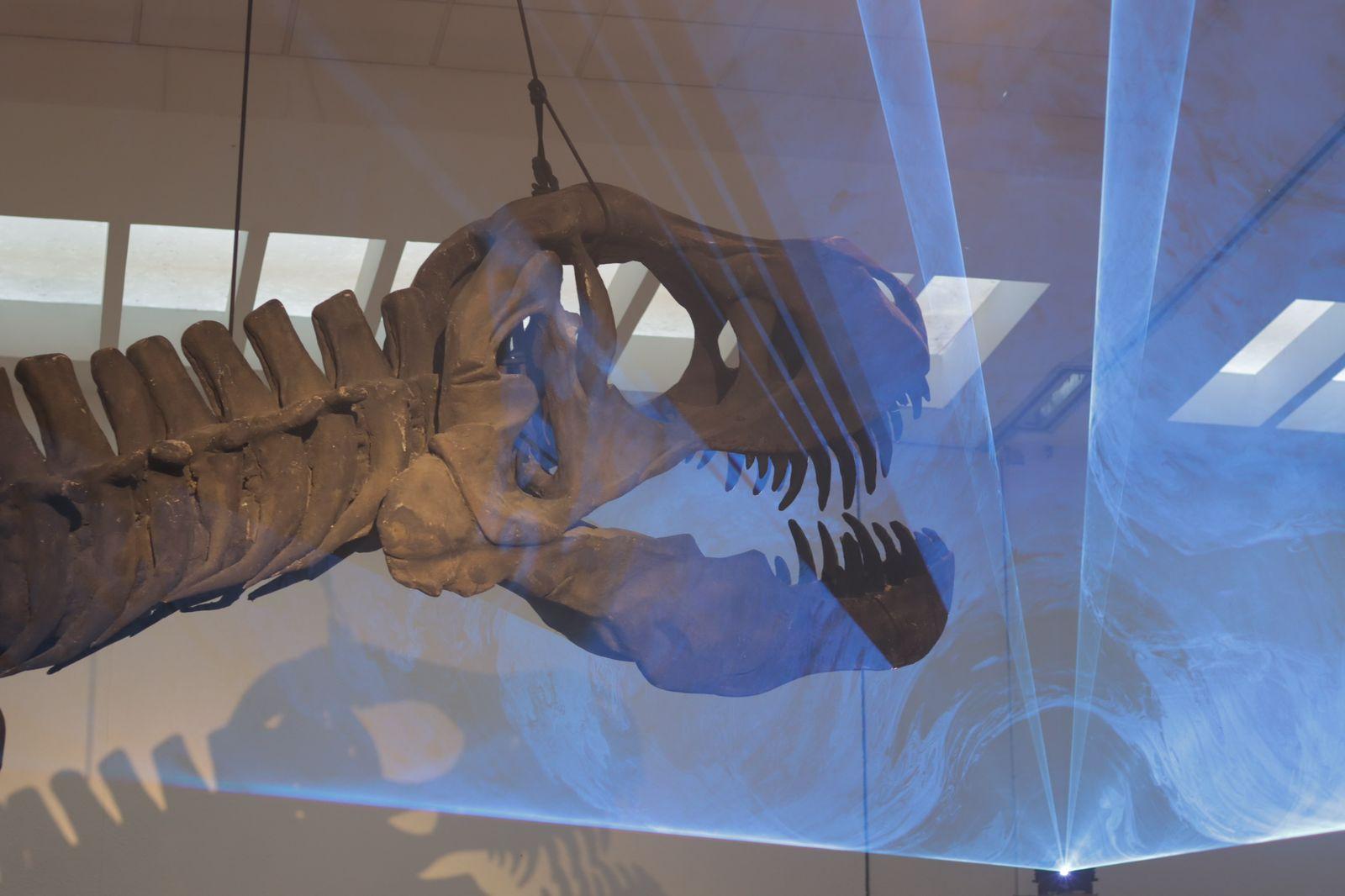 Llega museo itinerante "Tierra de Dinosaurios a Tlaxcala "