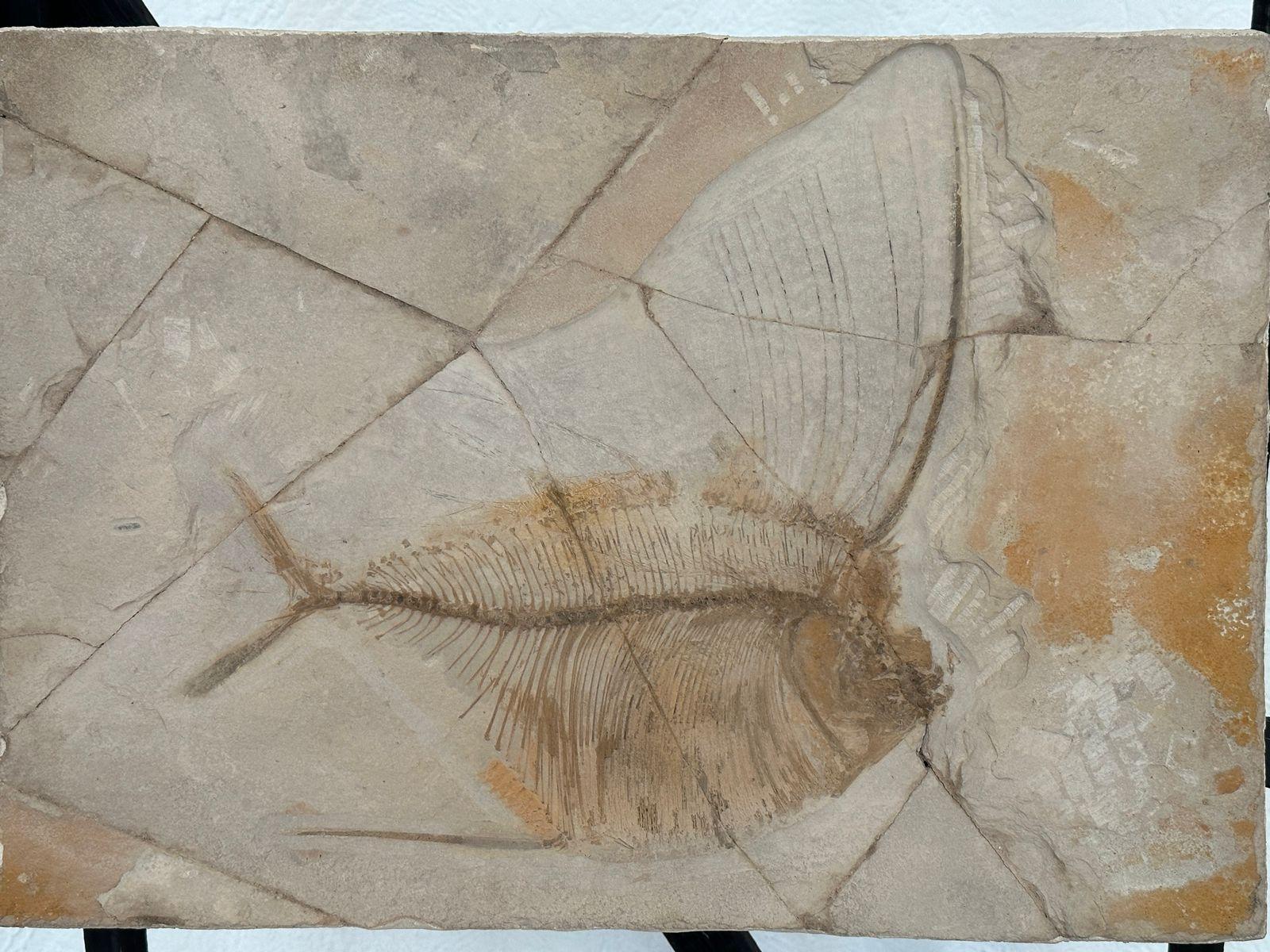 Llega museo itinerante "Tierra de Dinosaurios a Tlaxcala "